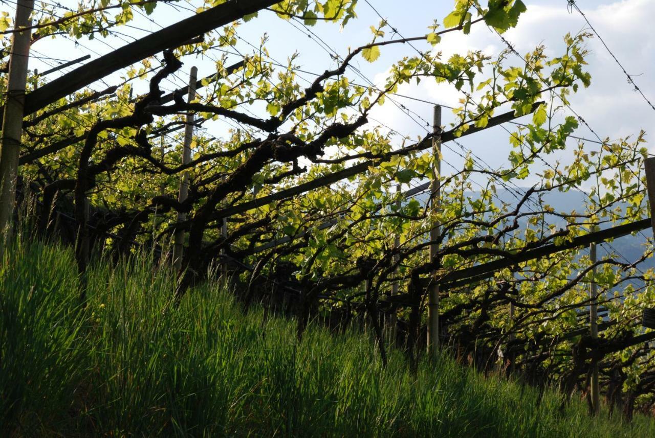 Apartment Weingut Messnerhof Bozen